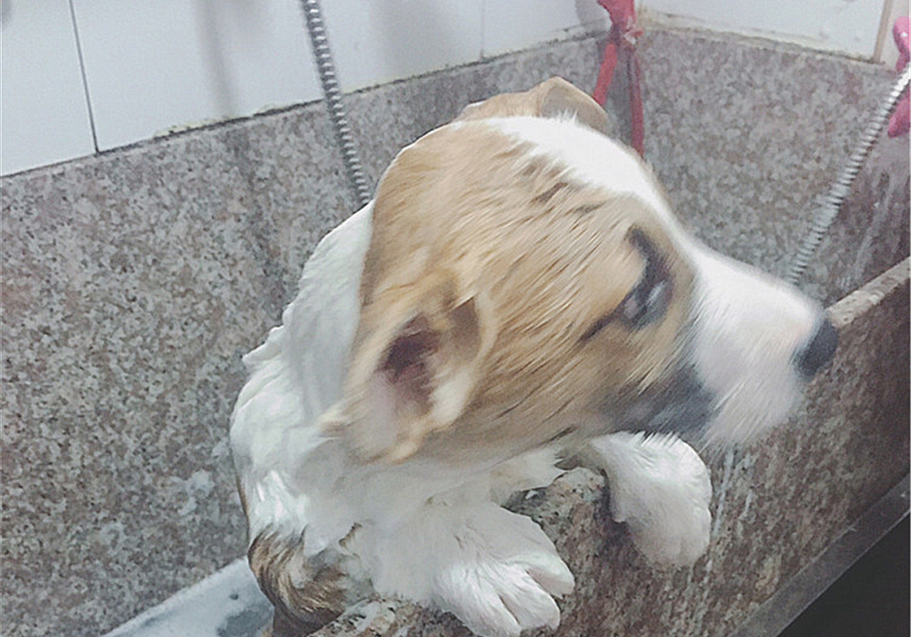 狗子洗澡的正确方法,去宠物店给狗洗澡注意什么