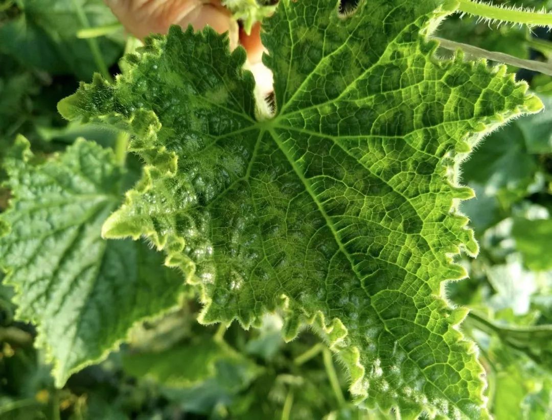 黄瓜瓜条病害图谱详解,黄瓜病害图谱和防治黄瓜药害
