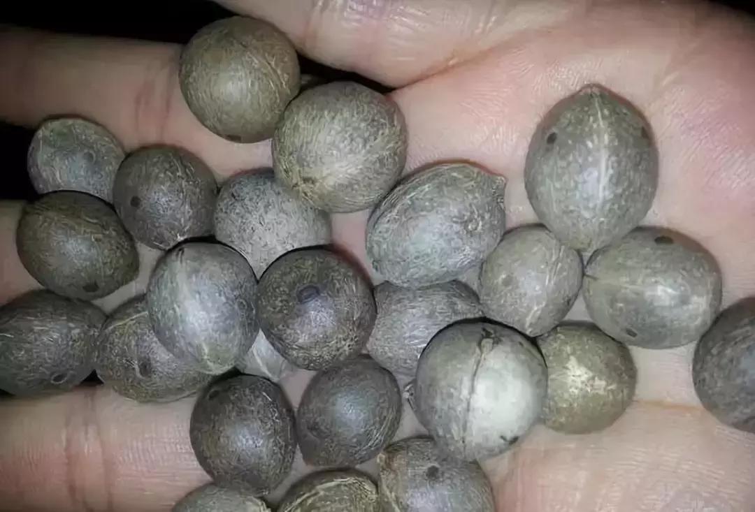 最全的菩提子图解太美了,最好的菩提子