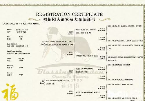 养纯种还是混血狗,养纯种狗