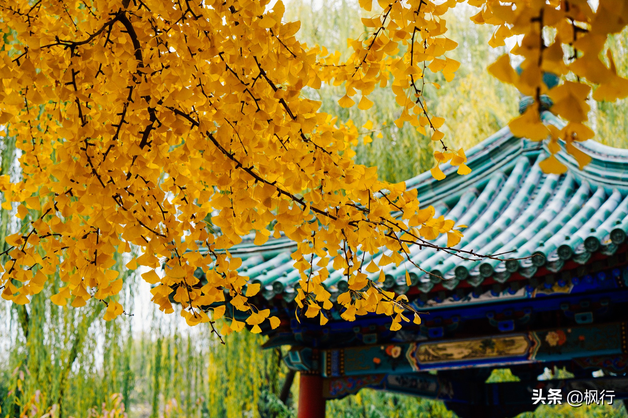 北京18个看银杏的好地方在哪,北京八大处看银杏攻略