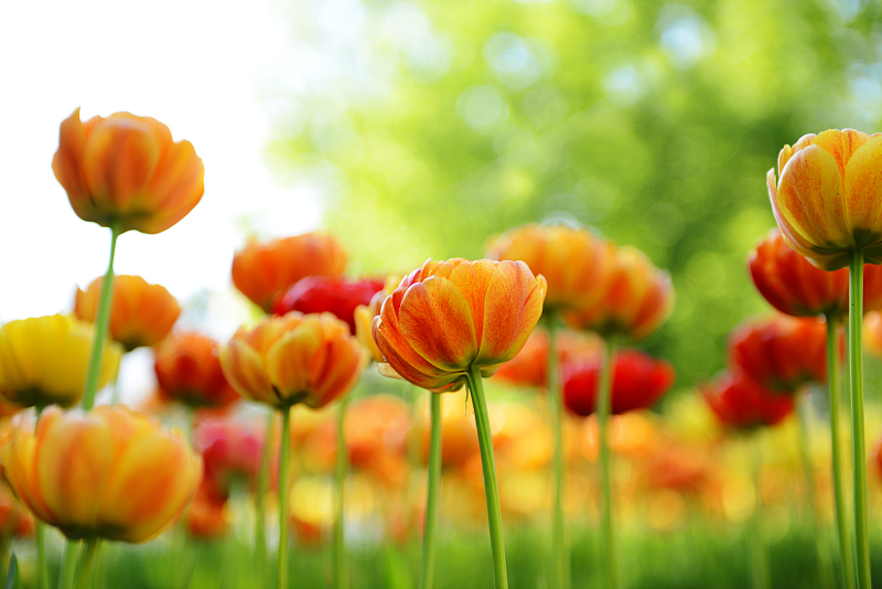 行情曲线走势,如何查询行情走势