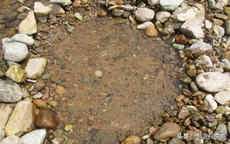 不用渔网的捕鱼视频,不用小网眼渔网捕鱼