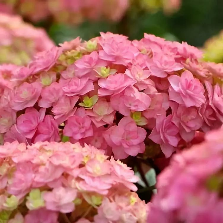 最漂亮的十种绣球,最省心的绣球