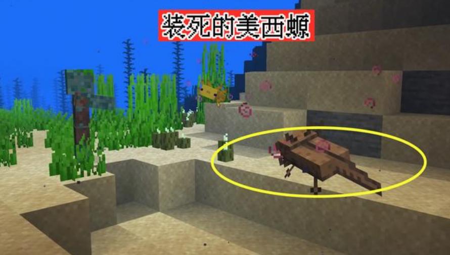 美西螈在我的世界里如何轻松获得,美西螈在我的世界吃什么
