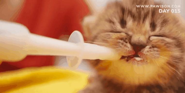 国家一级保护野生猫,国家一级保护哺乳动物名单