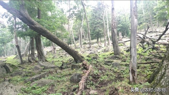 全国一村一品示范村镇第九批,全国一村一品示范村镇名单公布