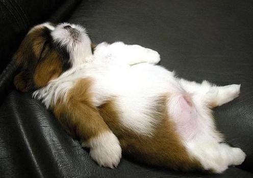 狗狗拉肚子人吃的药可以吃吗,狗狗腹泻吃什么药