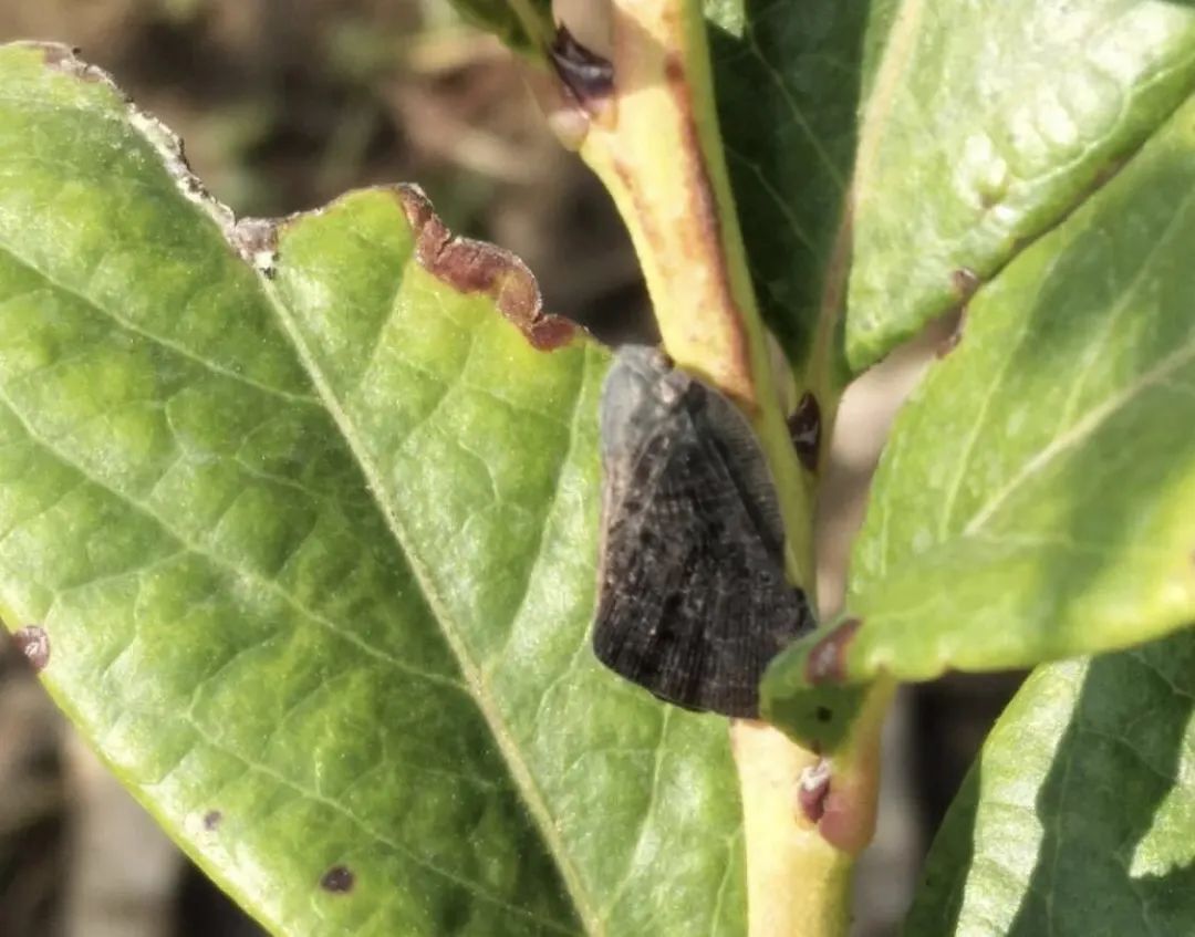 蓝莓种植常见虫害,蓝莓病虫害防治视频教学
