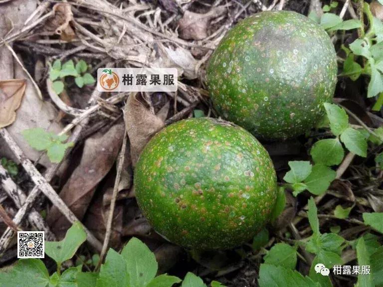 柑橘的常见病虫害和预防方法,柑橘新叶卷曲是什么虫害如何防治