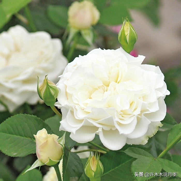 十大浓香切花月季,好看好养的月季品种推荐