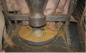 母猪霉菌毒素中毒症状和治疗,母猪怀孕期霉菌中毒怎么治疗