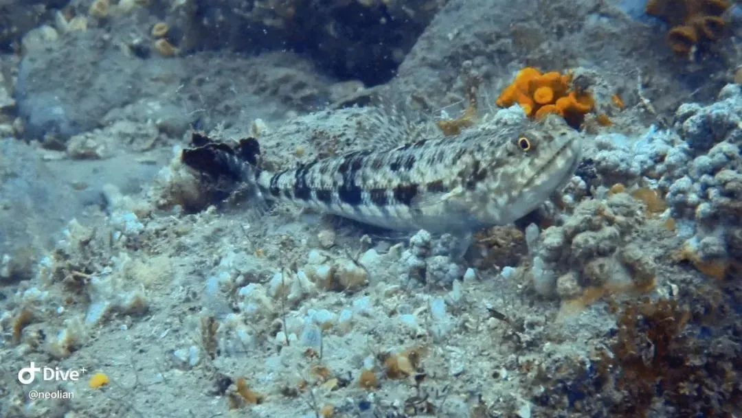 厦门不止鼓浪屿,厦门不止有海还有茉莉花