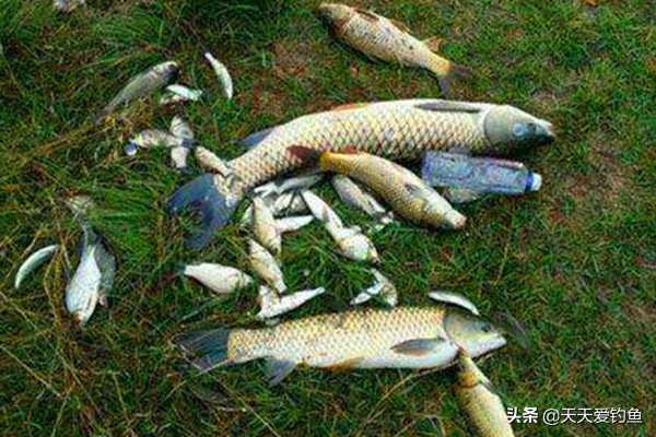 专攻大鱼的新奇钓法,揭秘民间传统钓大鱼的方法