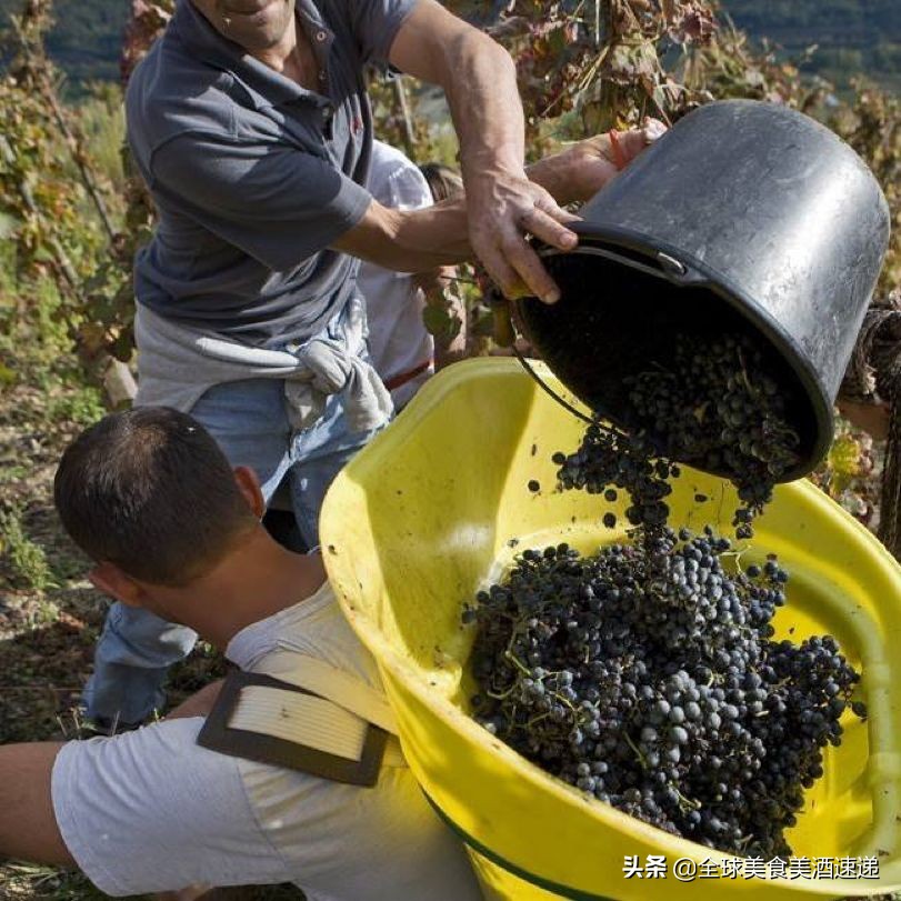 法国葡萄园工人收入,在法国葡萄酒厂打工赚钱吗