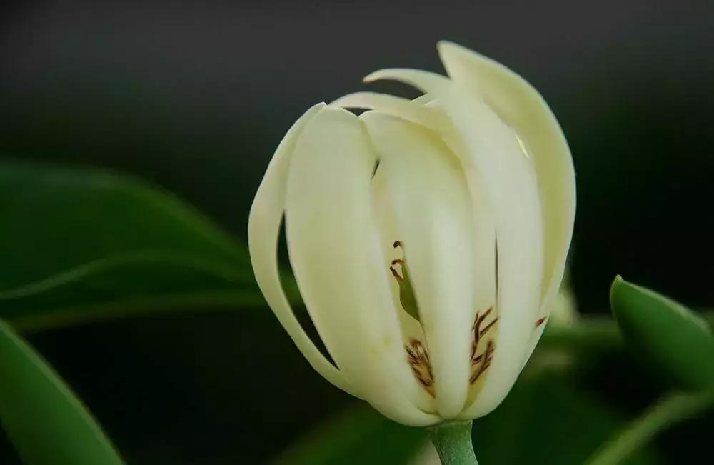 植物认知|佛系植物，五树六花