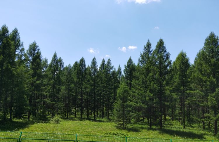 美丽的高岭塞罕坝,美丽的高岭朗诵