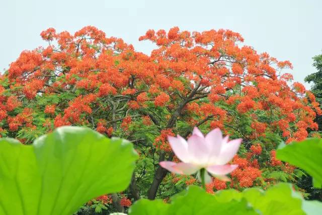 毕业季的凤凰花和栀子花,毕业季凤凰花开的时候