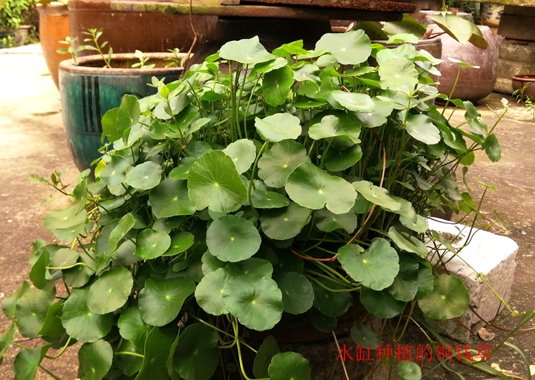 小容器种花草,别致花盆配什么花