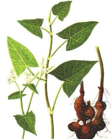 金荞麦是中药还是西药,中药金荞麦功效与作用