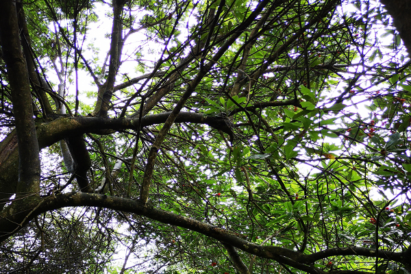 杨梅很酸怎么样才能更甜,为什么野杨梅那么酸