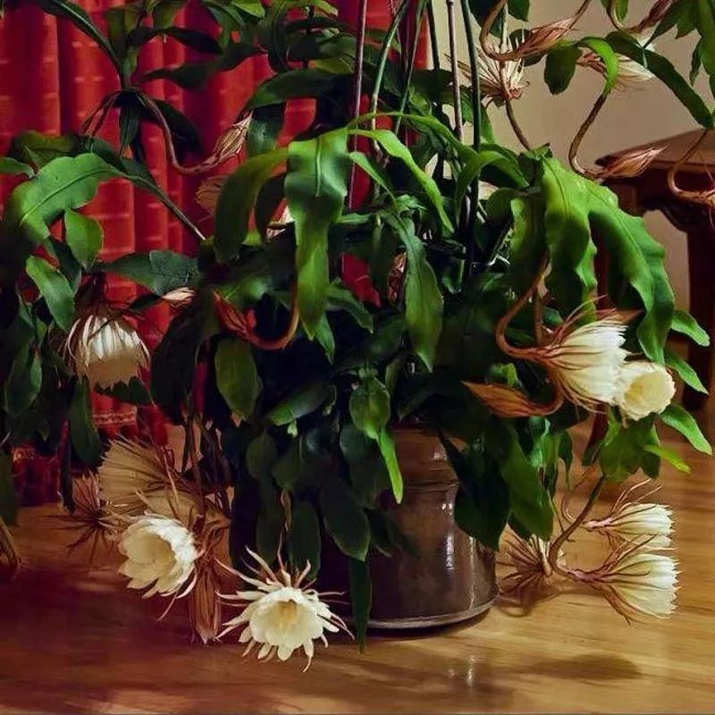 养花公认最美4种花满屋飘香,公认最好养的五种花