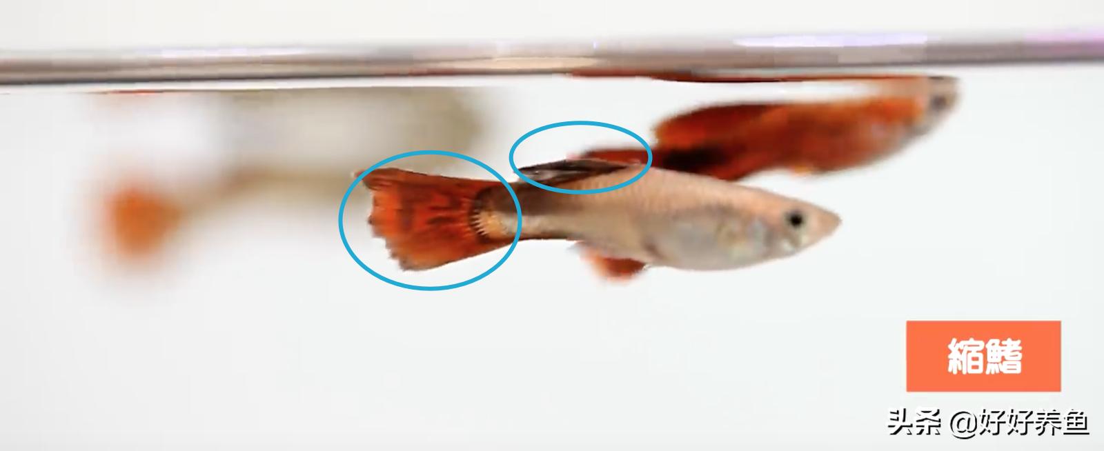 如何治疗鱼病不入坑,怎么治疗鱼病