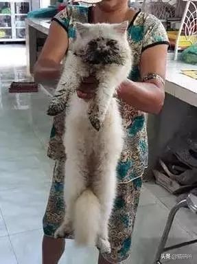 猫咪手脏怎么清洗,如何洗猫咪粘毛的物品