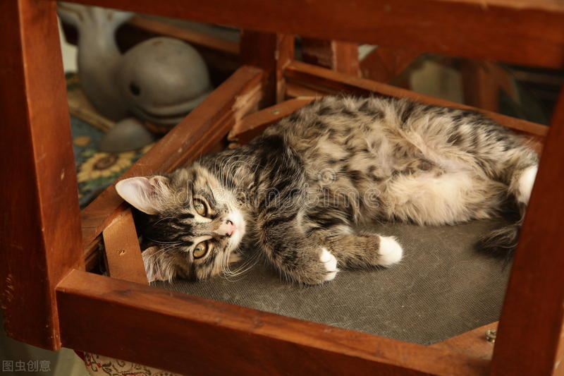 中华田园猫之中哪个猫最厉害,中华田园猫颜值高好养吗知乎