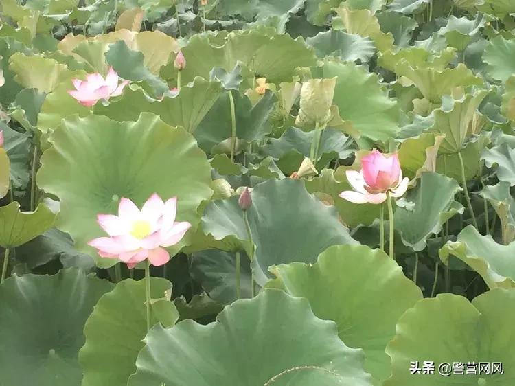 念念不忘必有回响阿离,念念不忘必有回响散文朗诵