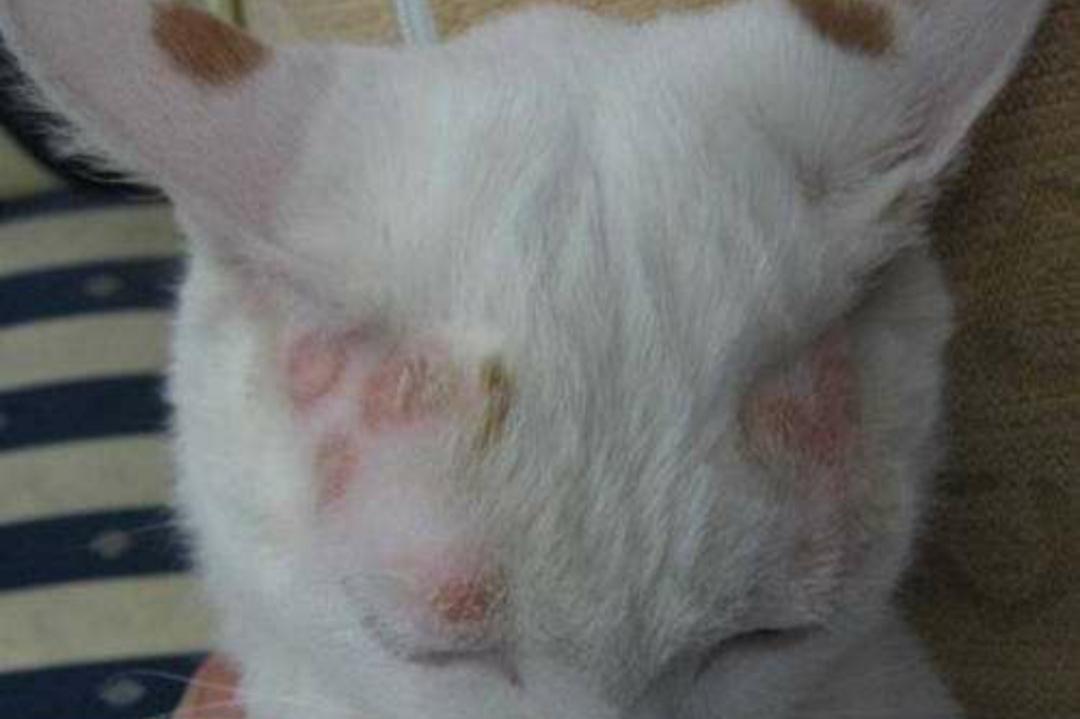 辟谣猫感染冠状病毒,辟谣猫咪谣言