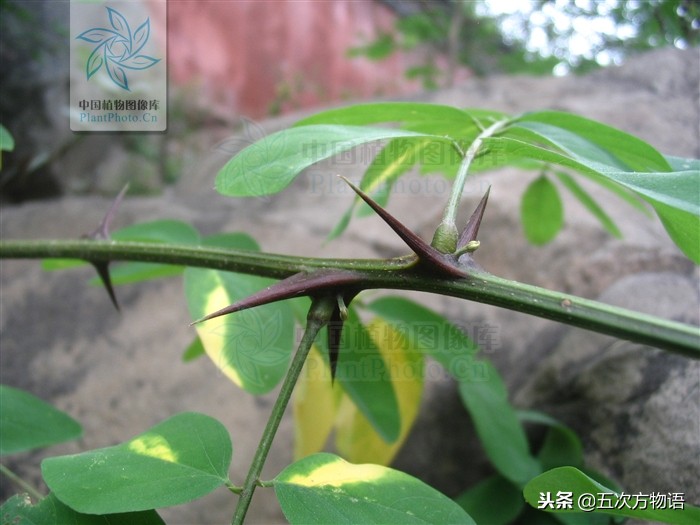 家槐叶和槐叶区别,国槐家槐是同一种树吗