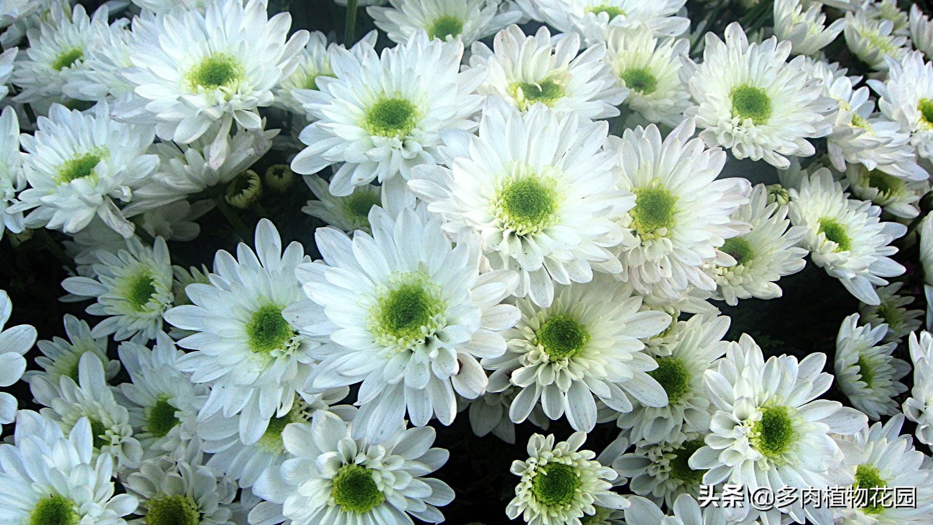 水仙花是我国的十大名花之一,桂花是我国的十大名花之一