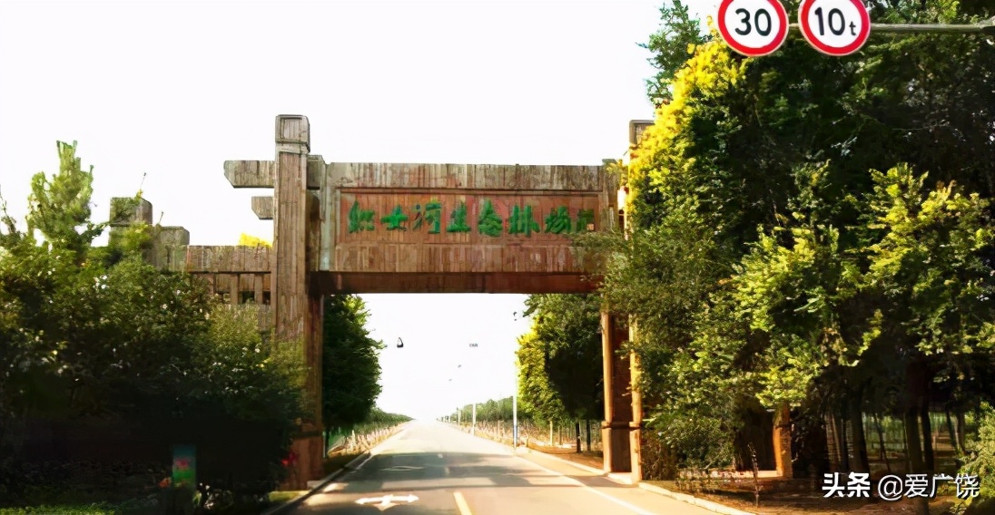 广饶县藏红花种植,广饶县藏红花