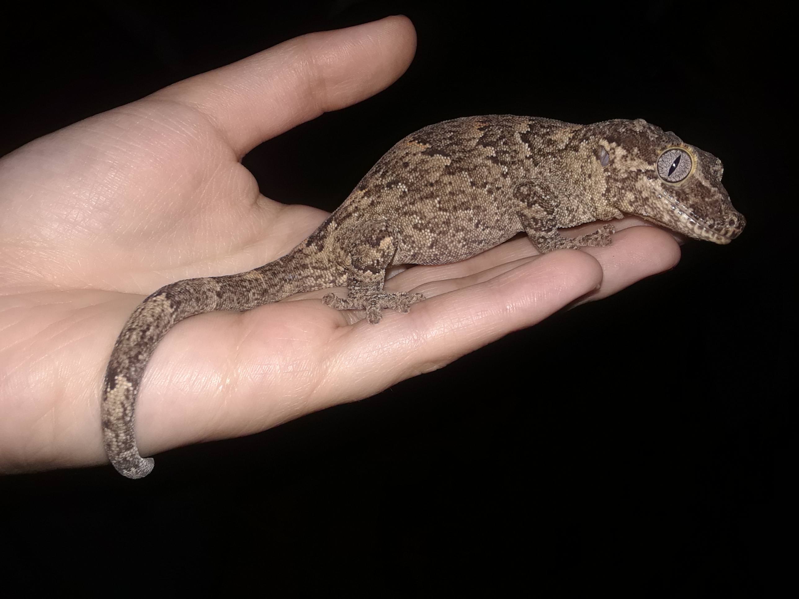 家里马桶钻出一条18厘米壁虎,英国男子问朋友:是不是你家的?