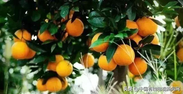 湖南麻阳长寿果冰糖橙又甜又香,麻阳冰糖橙特大果