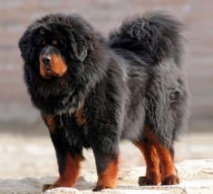 世界上一百种狗的图片,世界十种名贵狗