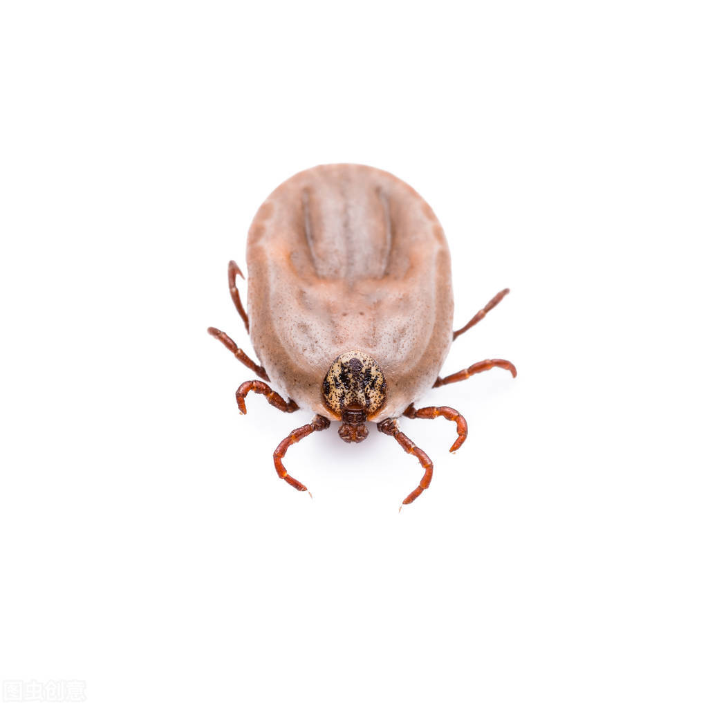 猫咪身上有狗蚤怎么办,被猫咪身上的跳蚤咬了怎么办