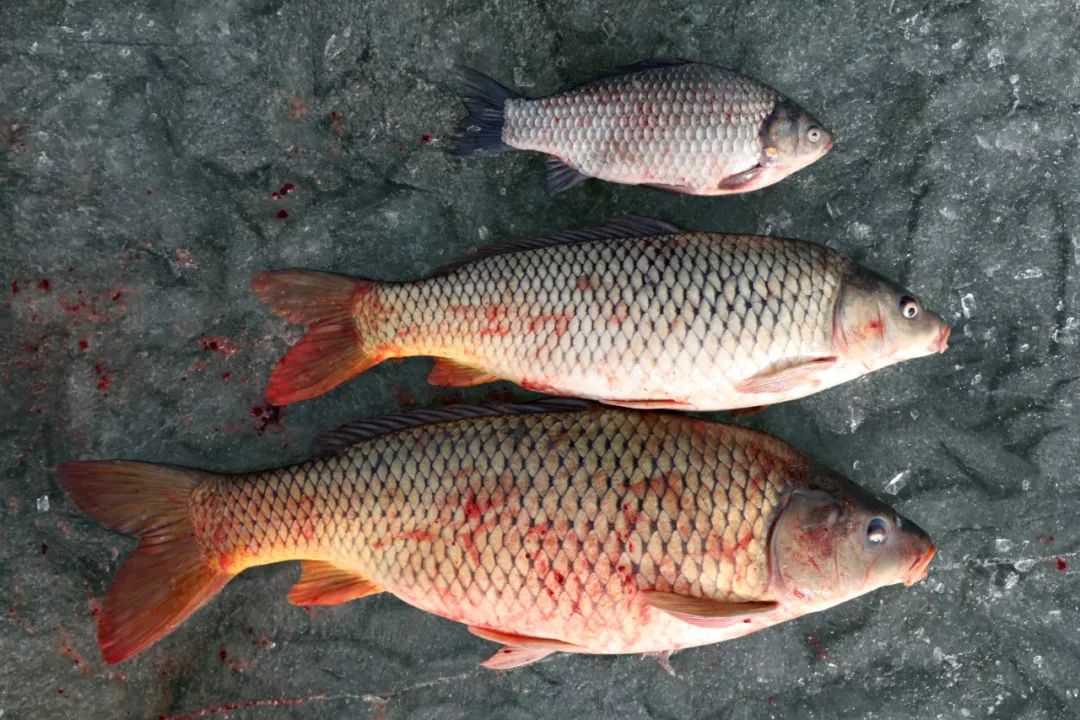 上州屋2019迎新春小西湖冰钓比赛圆满结束