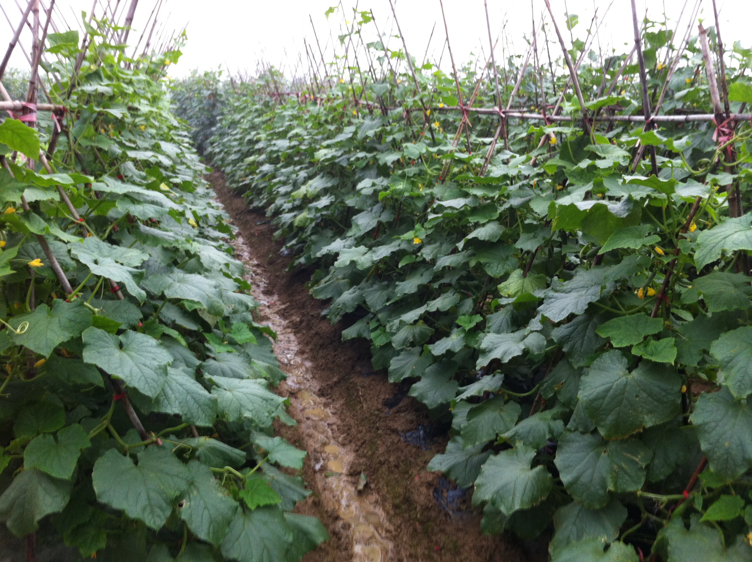 美丽乡村：室外桃源休闲山庄，一步一景美如画