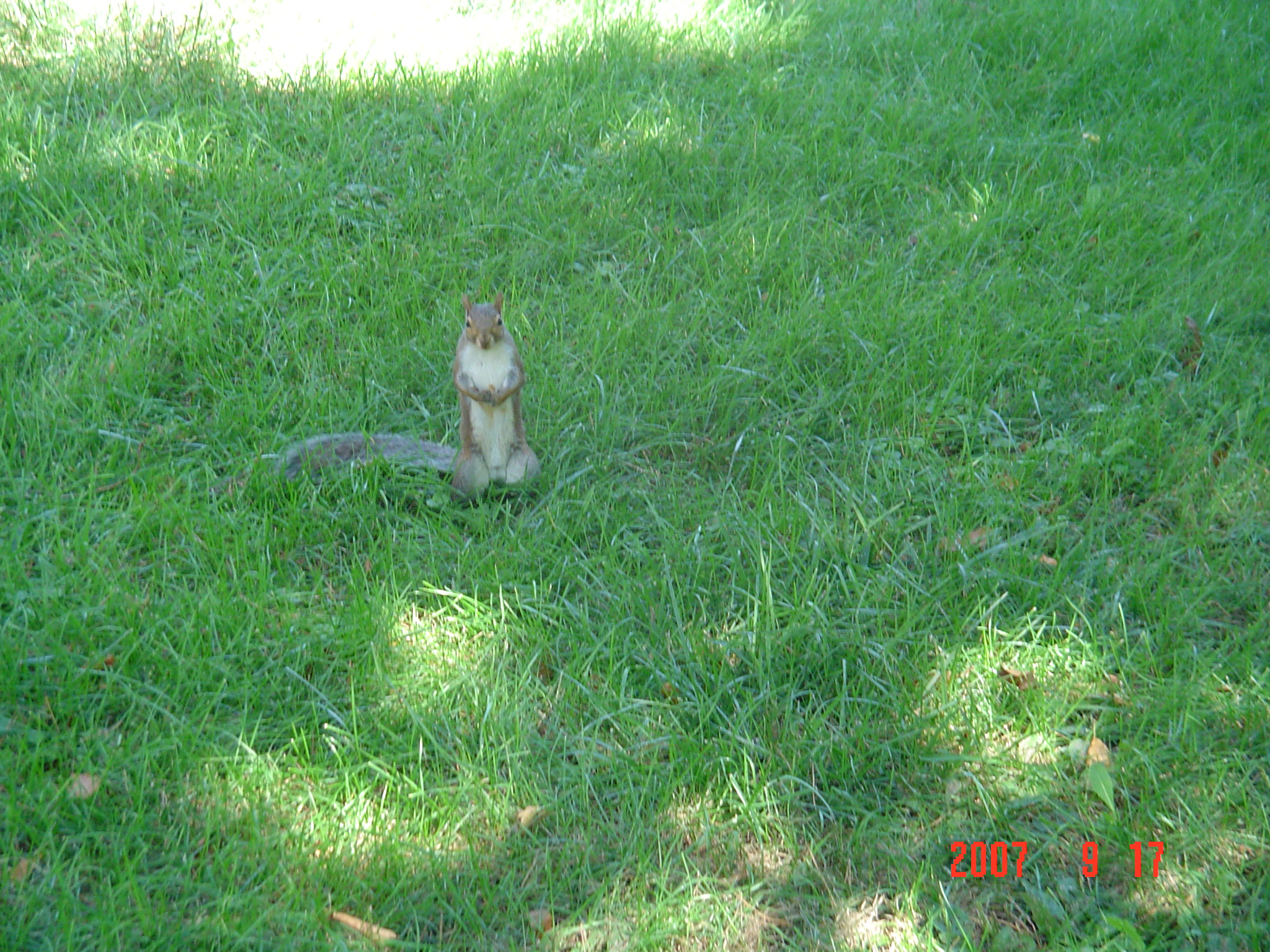 我的“大尾巴”,你在异国他乡还好吗?