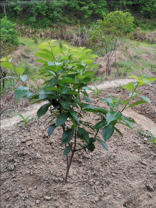 老爸栽的果木，品种很多哦！