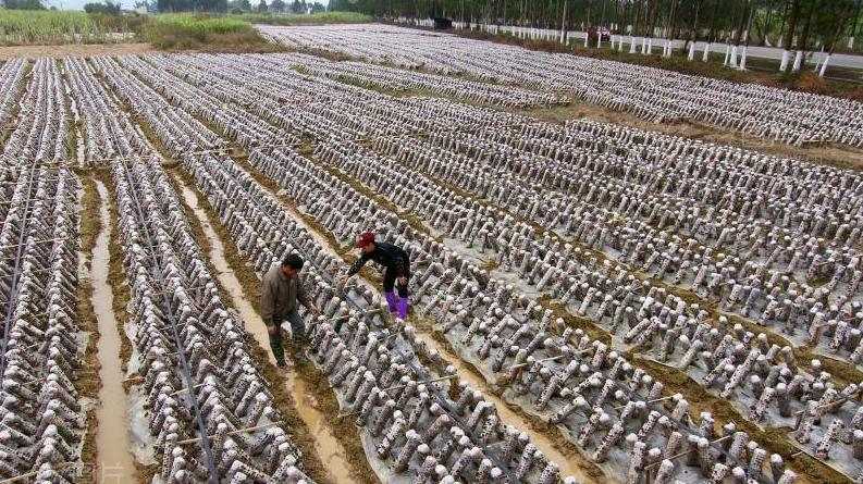羊肚菌种植栽培技术视频教程（完整版）