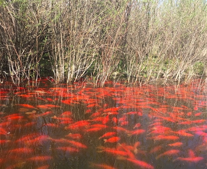 超大金鱼观赏鱼,巨型观赏鱼金鱼