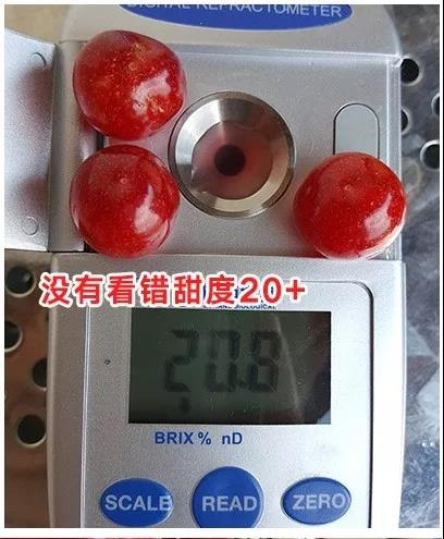 黄草岭樱桃,米易黄草樱桃跟西昌樱桃有啥区别