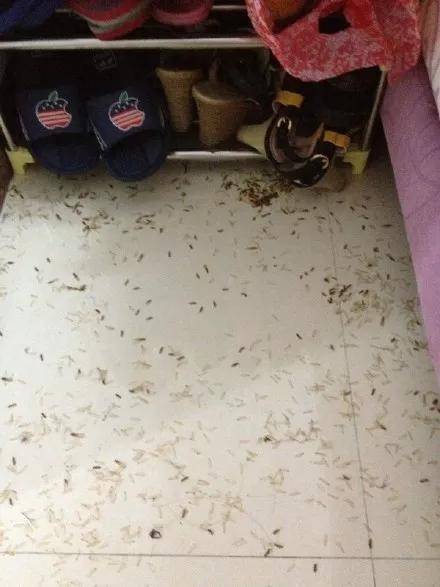 最近很多人吓得不敢开灯的视频,最近很多人被吓得不敢开灯的视频