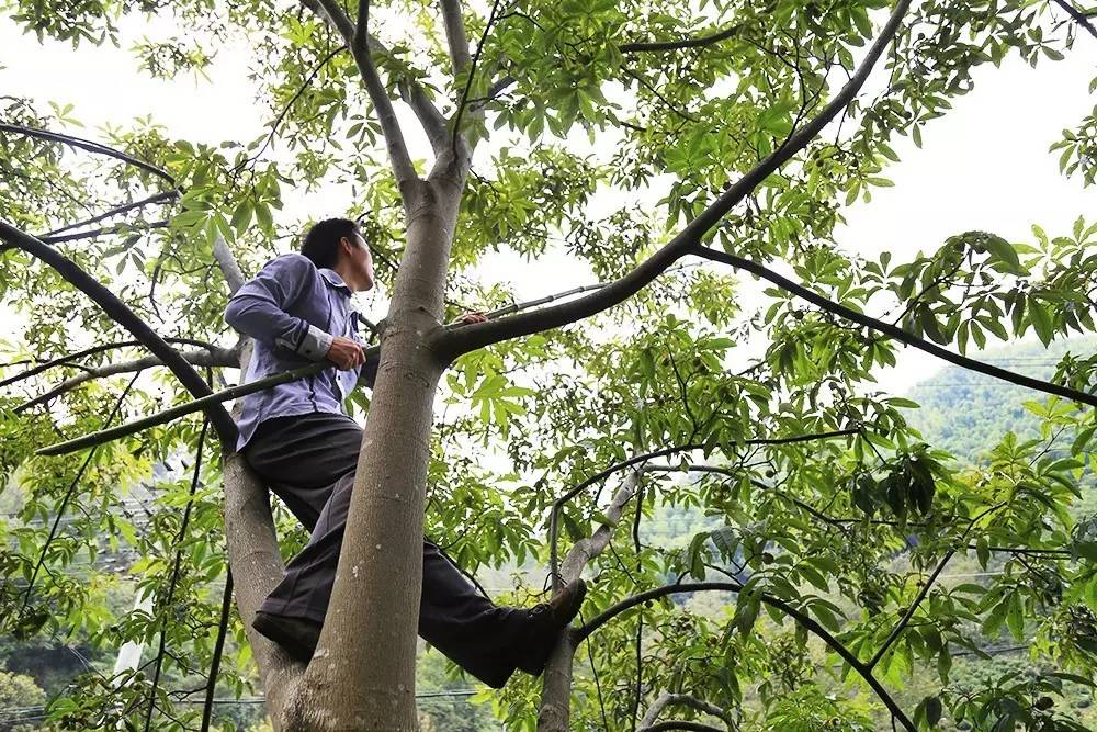 临安山野小核桃,临安高山山核桃