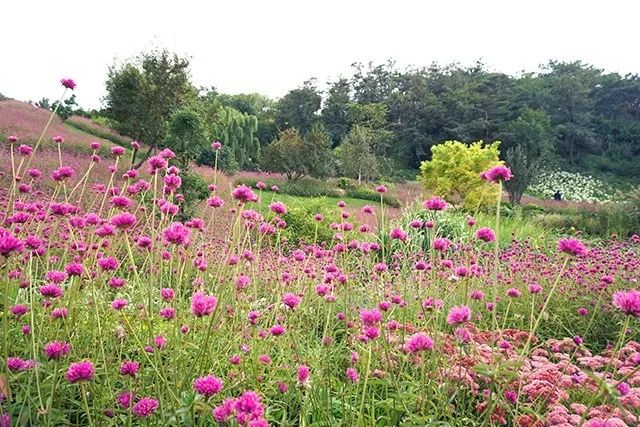 大连重阳节旅游攻略,大连九月秋游攻略