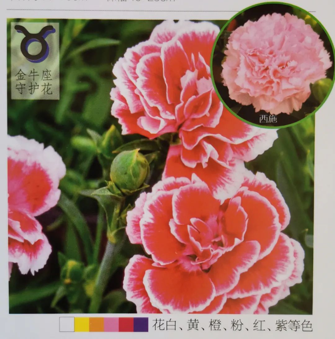 十二星座双子座的守护花,双子座守护花是什么星座