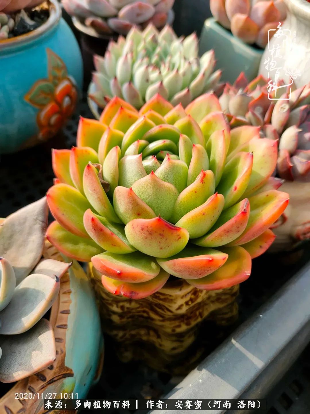 现在是多肉最美的季节,多肉最美的季节来啦